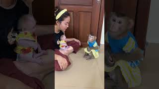 monkey jenny really love baby chichi so much