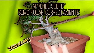 APUNTES SOBRE COMO PODAR CORRECTAMENTE -ZELKOVA NIRE