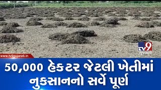 Gandhinagar: Govt survey for crops damaged by unseasonal rain, concludes | TV9GujaratiNews