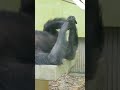 夏空♦⑩チンパンジー・ココちゃん・モコちゃん・沖縄こどもの国・・・chimpanzee ・okinawa zoo u0026 museum 20240701