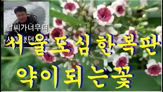 서울 도심한복판(종로구)에서의 약이되는꽃#계요등