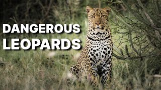 Leopards 4K - Dangerous, Unexpected
