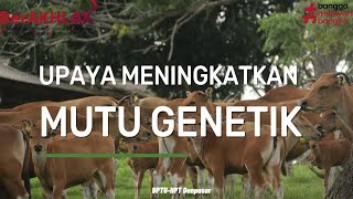 Sapi Bali Unggul BPTU-HPT Denpasar