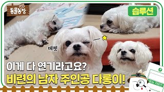 [습루션:동물농장 처방전/SUB] 이게 다 연기라고요? 😲 비련의 남자 주인공 다롱이 솔루션 #TV동물농장 #AnimalFarm #SBSstory