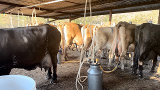 QUE SE ELABORA CON LA LECHE DEL ORDEÑO ?