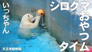 シロクマいっちゃん おやつタイム【天王寺動物園】ボールの中に入ったおやつを覗き込む可愛い仕草♡