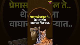 मैत्रिणीला इम्प्रेस करण्यासाठी तरुण वाघाच्या पिंजऱ्यात उतरला आणि काय झालं पहा ...  #Ahemadabadzoo