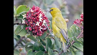 Oct 10, 2022 Birding Hawaii, Tammy \u0026 David McQuade