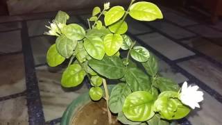 226# jasmine Plant Care In home garden || Mogra की देखभाल 226# jasmine Plant Care In home garden || Mogra की देखभाल