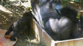 ゴリラのキンタロウ、パパのにおいは？What is the smell of gorilla kintaro and dad?