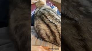 甘えんぼ猫。#Shorts