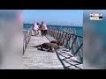 komodo dragon walking infront of tourists users scared to see this viral video