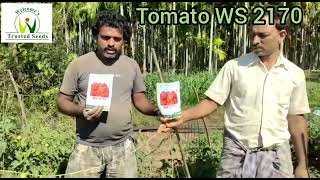 Tomato F1 WS 2170, Davangere Karnataka December 2022