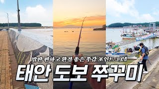 태안 도보 쭈꾸미, 갑오징어 낚시 포인트 추천!! 🎣 백사장항, 드르니항, 대야도항