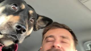 Rescue dog gets emabarrased by dad like teenager