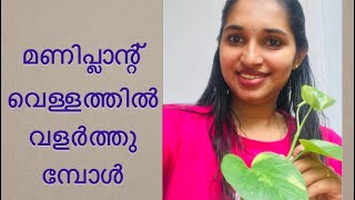 #മണിപ്ലാന്റ് വെള്ളത്തിൽ  വളർത്തുമ്പോൾ#Tips To Grow Moneyplant In Water#