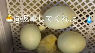 アローカナ🐓　ヒナになるまで🐥　＃福津農園　＃松沢