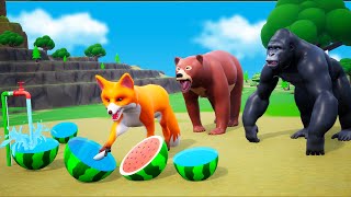 Cunning Fox Watermelon Farm - Fox Cheating Animals in Forest | Funny Animals Videos 2022