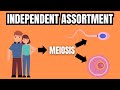 MENDEL'S LAW OF INDEPENDENT ASSORTMENT (Simply Explained)