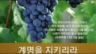 나는 포도나무요 너희는 가지니  (요한복음15장으로 만든 찬양) (9살 이하은)