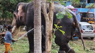 Kurupath Sivasankaran taking bath @ Melarcode Vela 2022