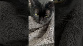 タオルの中で至福の時間　#cats #猫動画 #shorts