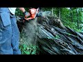 testing the echo 7310sx powerful chainsaw in bad conditions