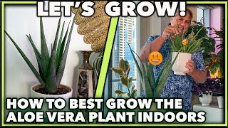 HOW TO GROW ALOE VERA PLANT INDOORS
