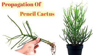 Easy to propagate Pencil Cactus from cutting .