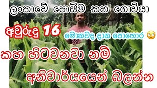 කහ වගාව පිලිබද මුලික දැනුම | kaha wagawa | #kahawagawa #කහ #කහවගාව # #කහඅස්වැන්න #sinhala