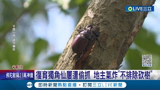 禁止捕抓公告被無視? 彰化復育獨角仙頻遭竊 地主氣炸\