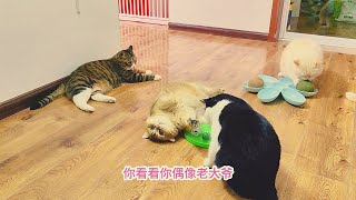 给捡来的三花小猫拿玩具，立刻被大猫抢走，小三花却比它们更快乐