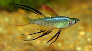 Threadfin Tetra Fish. #aquarium #freshwaterfish #fish #tetrafish #viral #aquascape #plantedtank