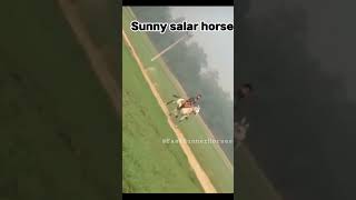 sunny salar 🐎 #horselover #sindhihorse #singlefootinghorses #rewalchal #horse #horseshorts