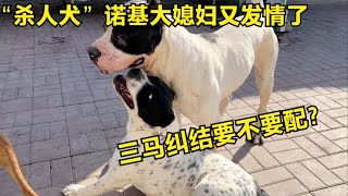 【姚三马】“杀人犬”诺基大媳妇又发情了，三马纠结要不要配？网友：接着生