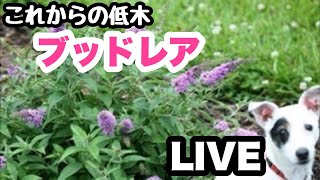 ◆【ブッドレアがすごい】ゆるふわ園芸やっちゃんねる がライブ配信中！