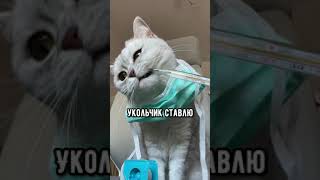 Смешные коты - Майя 😺 #смешныекоты #кошка #доктор