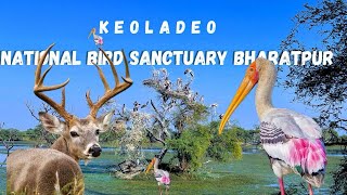 Bharatpur Keoladeo  Bird sanctuary | national bird sanctuary Bharatpur Rajasthan |