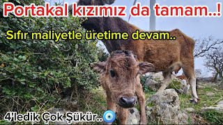 4'te 4 portakal ineğimiz de doğurmuş/3'er gün arayla doğumlar hızlandı/Üretim varsa umut vardır#calf