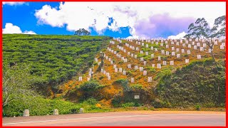 Tea Plantation Tour