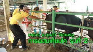 เกษตร ม.อุบลฯ จัดอบรมหลักสูตรระยะสั้น การผสมเทียมโค รุ่นที่ 2