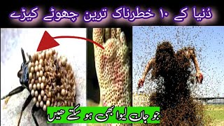 Top 10 Most Dangerous deadly Bugs in the World l Mab TV