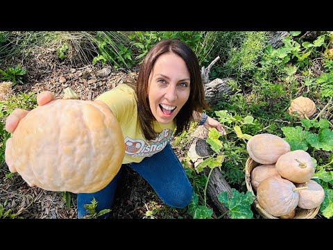 Are Seminole pumpkins good eating?