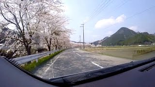 遠阪川左岸道路沿いの桜