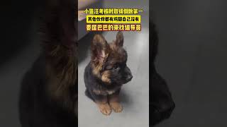 各位叔叔姨姨，要不要给孩子个鸡腿呢。#小警犬 #德牧 #狗狗 #它只是不会说话其实它什么都懂 #农村生活有年味 #年味在大家的镜头里 #本村最靓的狗