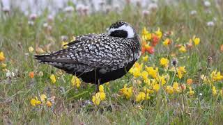 Pacific Golden Plover (pre roost) - Musselburgh - Lothian - 17/6/23