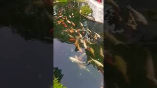 [MYX] Japanese Koi 日本锦鲤🐠