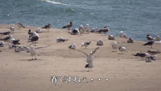 ウミネコの春