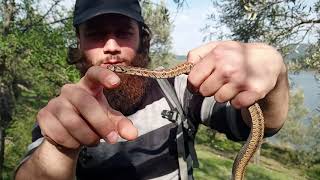 YILAN ISIRMASI :) / Leopar Yılanı, Ev Yılanı / Zamenis situla / European Ratsnake /Leopard Snake.