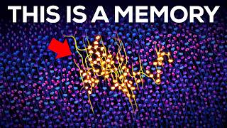 Looking Inside Your Brain to See How Memories Work